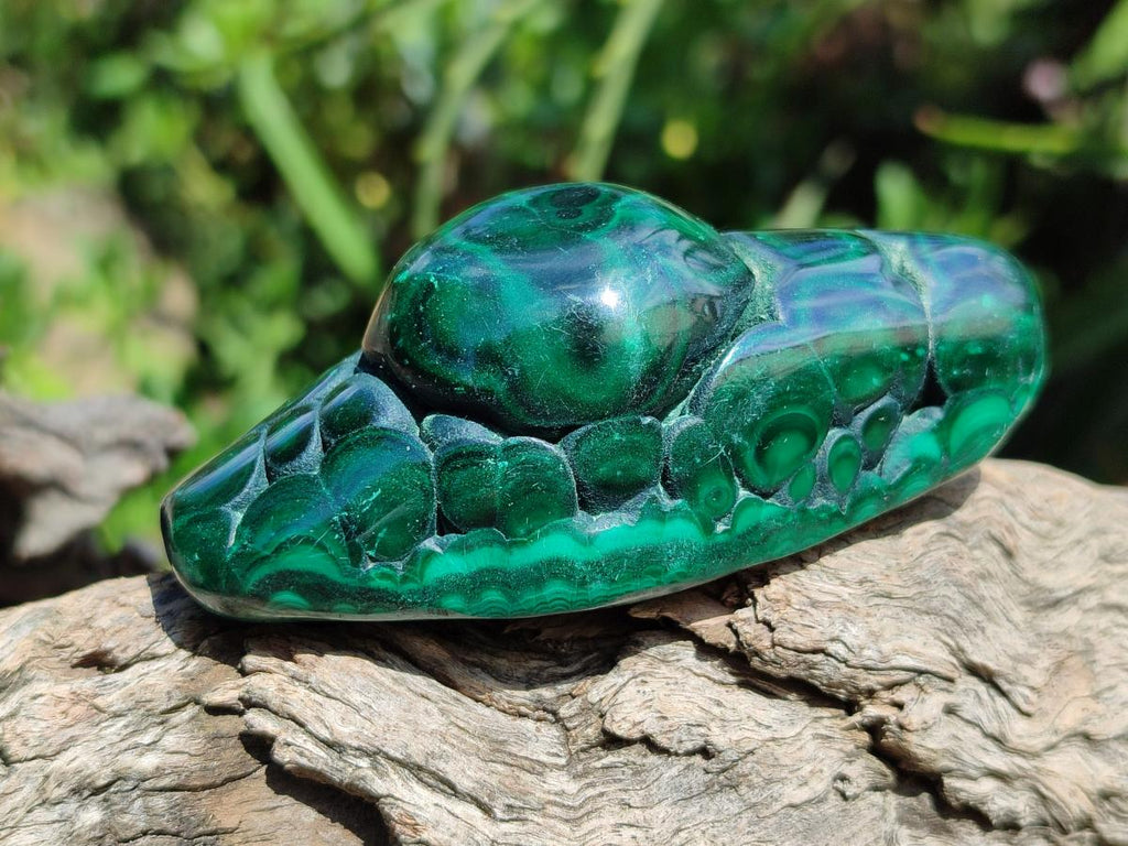 Polished Flower Banded Malachite Free Forms x 6 From Congo