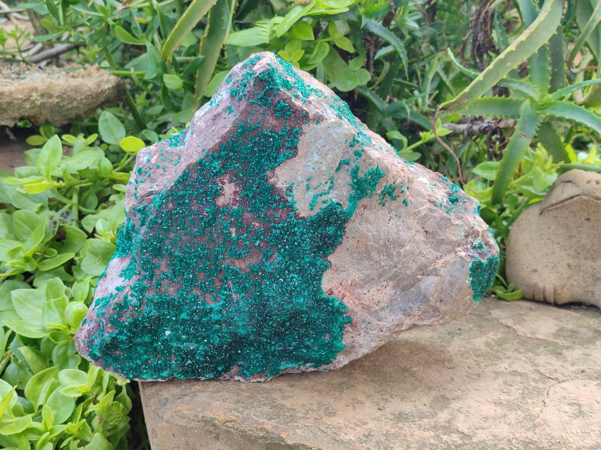Natural XL Dioptase On Dolomite Specimen x 1 From Tantara Mine, Congo