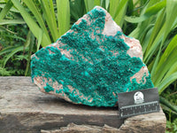 Natural XL Dioptase On Dolomite Specimen x 1 From Tantara Mine, Congo