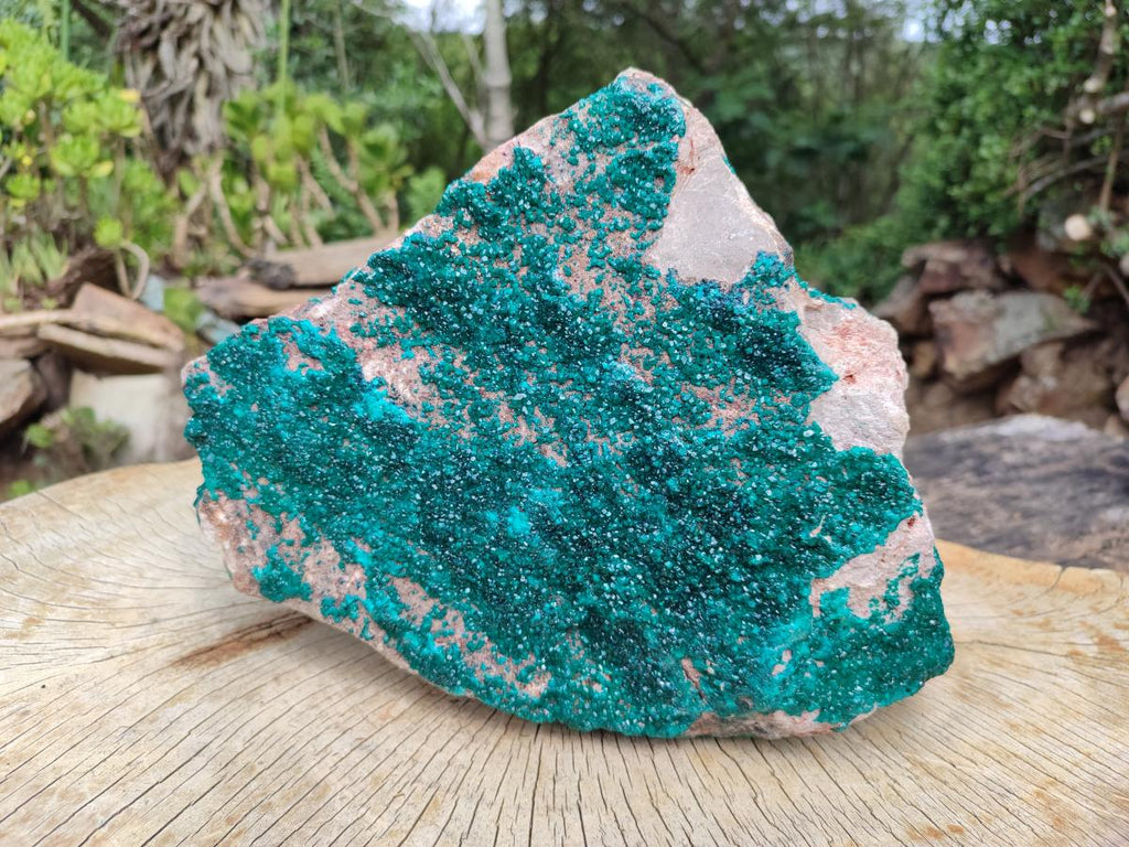 Natural XL Dioptase On Dolomite Specimen x 1 From Tantara Mine, Congo
