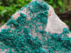 Natural XL Dioptase On Dolomite Specimen x 1 From Tantara Mine, Congo
