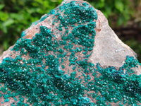 Natural XL Dioptase On Dolomite Specimen x 1 From Tantara Mine, Congo