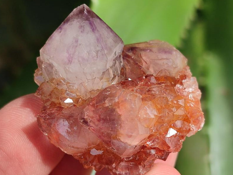 Natural Sunburst Amethyst Spirit Crystals x 70 From Boekenhouthoek, South Africa