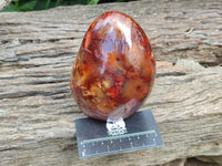 Polished Carnelian Agate Gemstone Standing Free Forms x 2 From Madagascar