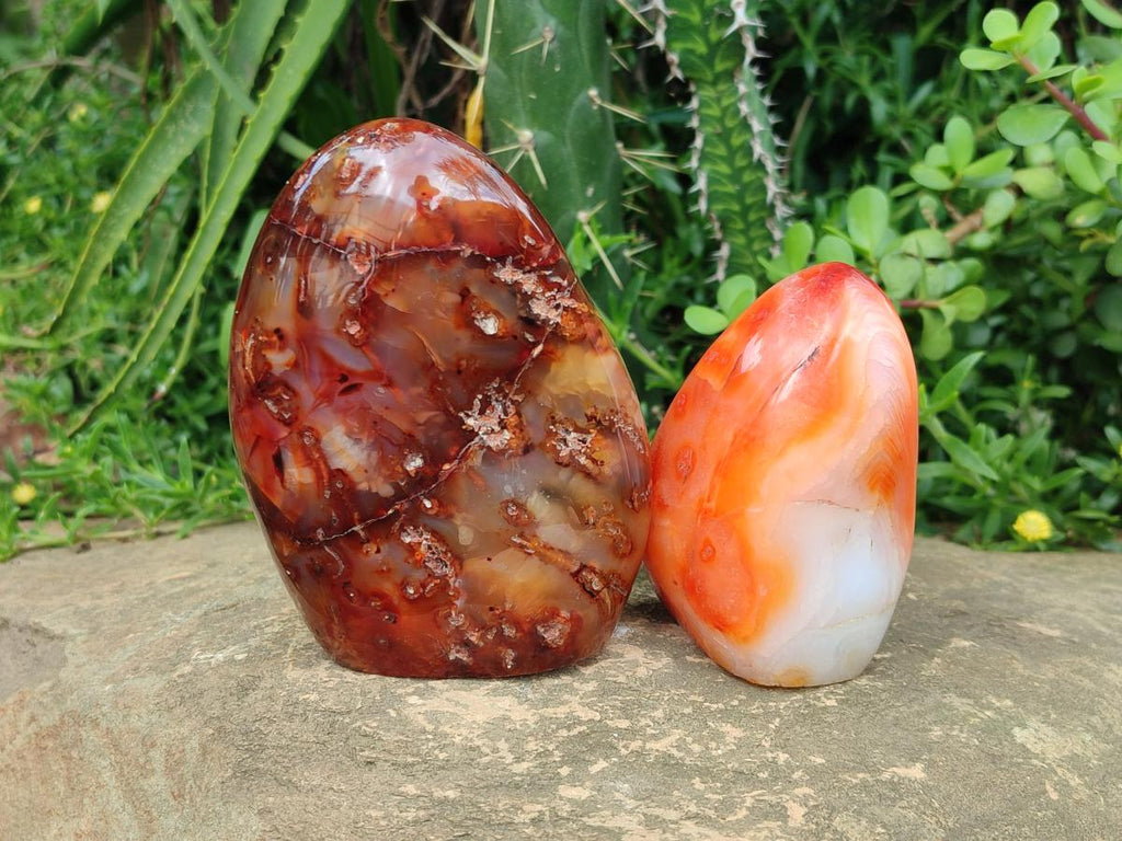 Polished Carnelian Agate Gemstone Standing Free Forms x 2 From Madagascar