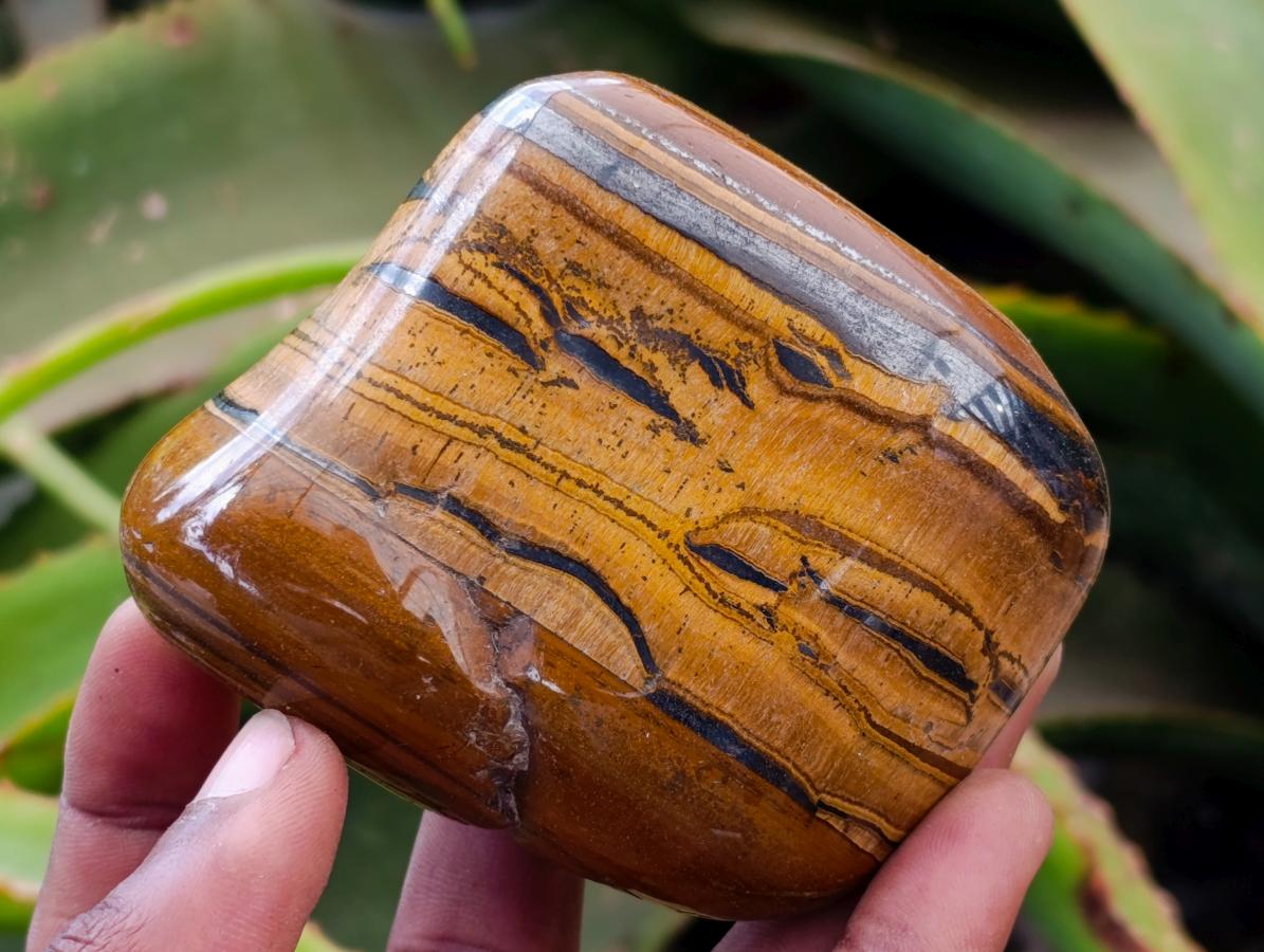Polished Jumbo Golden Tigers Eye With Banded Iron Stone Free Forms x 6 From Prieska, South Africa