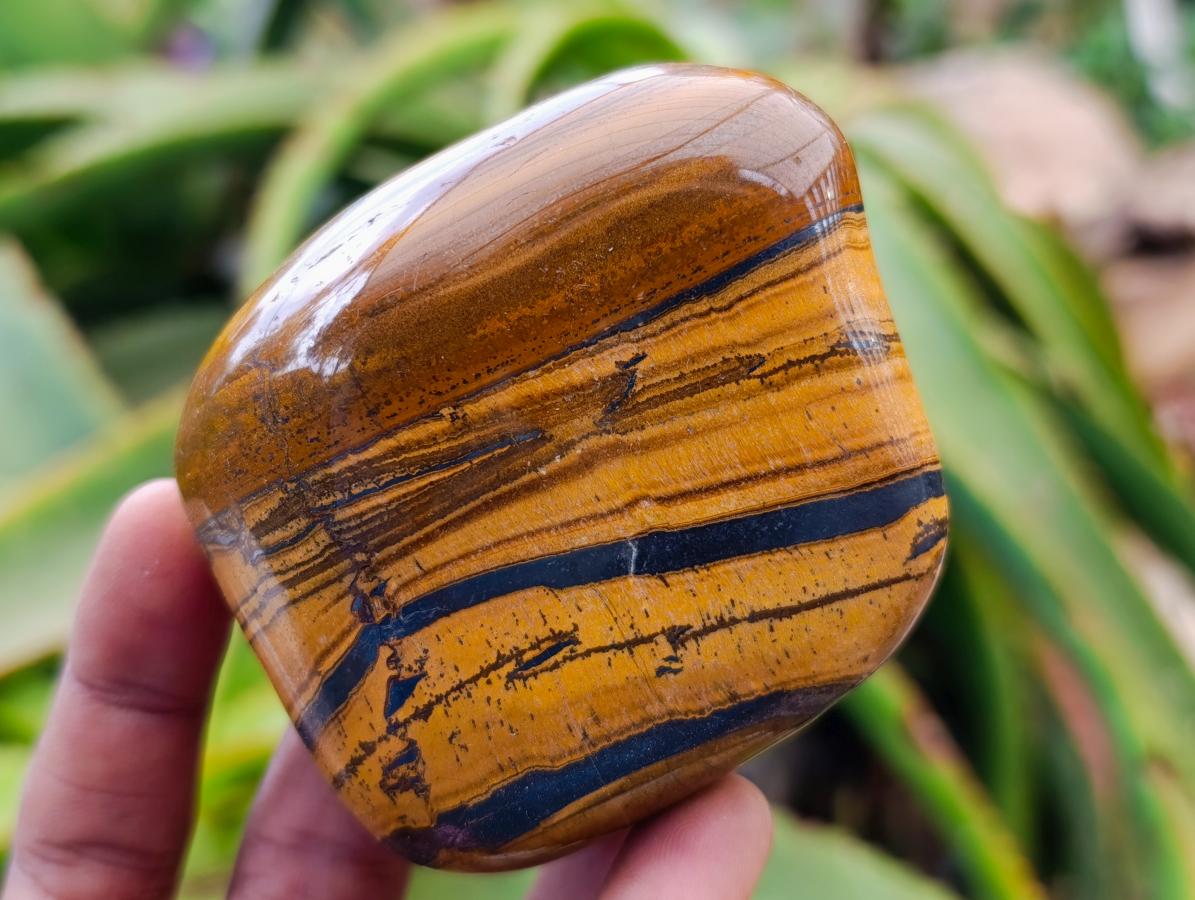 Polished Jumbo Golden Tigers Eye With Banded Iron Stone Free Forms x 6 From Prieska, South Africa