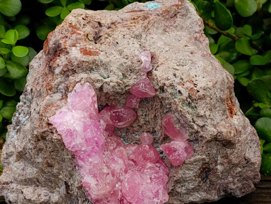 Natural XXL Rare Rhodocalcite Specimen x 1 From Congo
