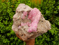 Natural XXL Rare Rhodocalcite Specimen x 1 From Congo