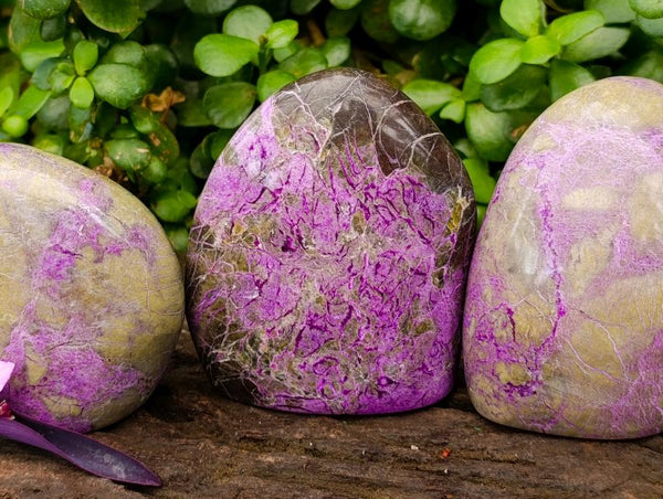 Polished Stichtite Standing Free Forms x 3 From Barberton, South Africa