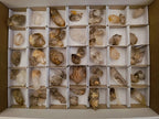Natural Clear And Smokey Window Quartz Crystals x 63 From Brandberg, Namibia - Toprock Gemstones and Minerals 