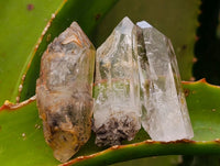 Natural Clear And Smokey Window Quartz Crystals x 63 From Brandberg, Namibia