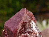 Natural Red Hematoid Quartz Crystals And Clusters x 12 From Karoi, Zimbabwe