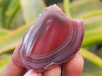 Polished Red Shashe River Agate Nodules x 35 From Shashe River, Zimbabwe