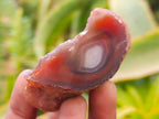 Polished Red Shashe River Agate Nodules x 35 From Shashe River, Zimbabwe