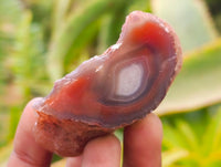 Polished Red Shashe River Agate Nodules x 35 From Shashe River, Zimbabwe
