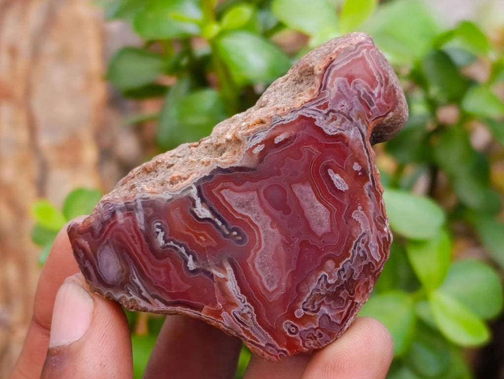 Polished Red Shashe River Agate Nodules x 35 From Shashe River, Zimbabwe