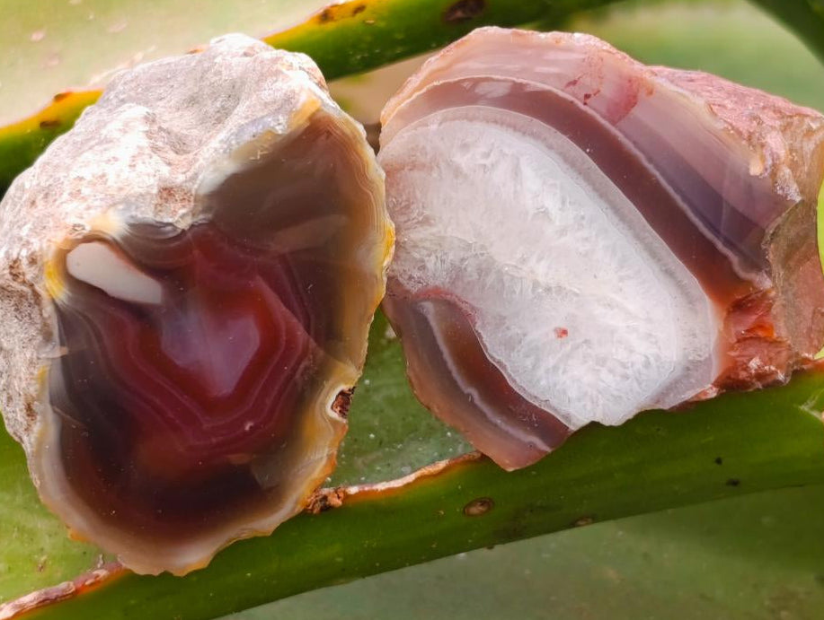 Polished Red Shashe River Agate Nodules x 35 From Shashe River, Zimbabwe