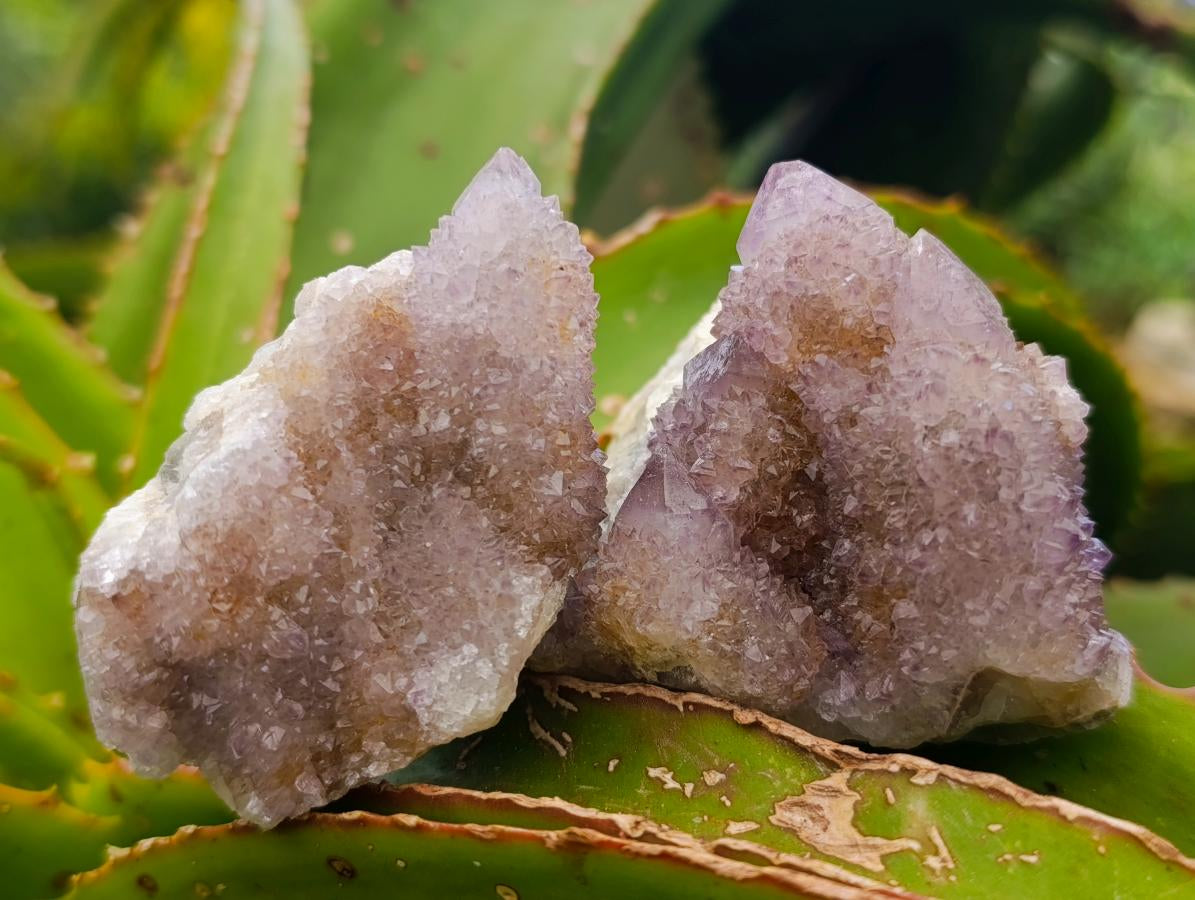 Natural Amethyst and Ametrine Spirit Clusters x 12 From Boekenhouthoek, South Africa