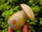 Polished Polychrome Jasper Mushrooms x 5 From NW Coast, Madagascar