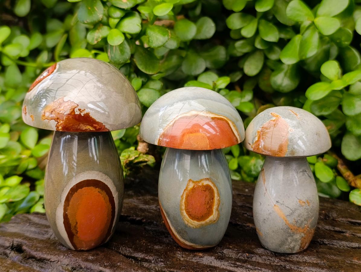 Polished Polychrome Jasper Mushrooms x 5 From NW Coast, Madagascar