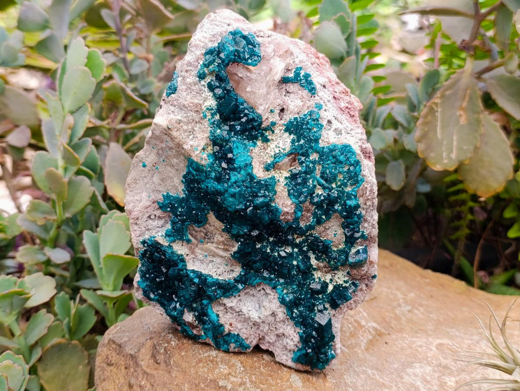 Natural Dioptase On Dolomite Specimen x 1 From Tantara Mine, Congo
