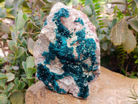 Natural Dioptase On Dolomite Specimen x 1 From Tantara Mine, Congo