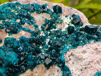 Natural Dioptase On Dolomite Specimen x 1 From Tantara Mine, Congo