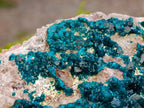 Natural Dioptase On Dolomite Specimen x 1 From Tantara Mine, Congo