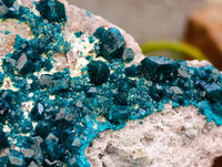 Natural Dioptase On Dolomite Specimen x 1 From Tantara Mine, Congo