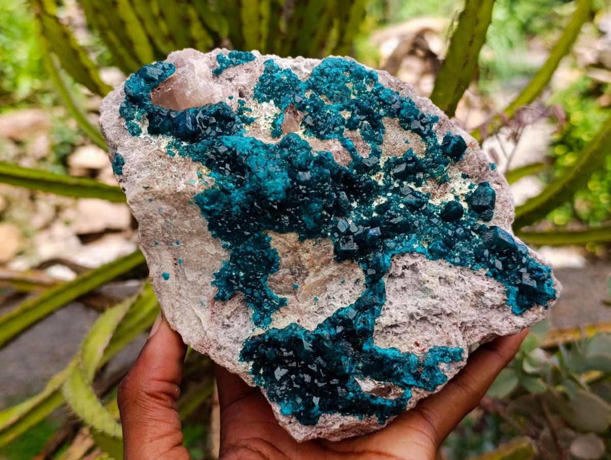 Natural Dioptase On Dolomite Specimen x 1 From Tantara Mine, Congo