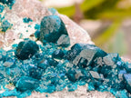 Natural Dioptase On Dolomite Specimen x 1 From Tantara Mine, Congo