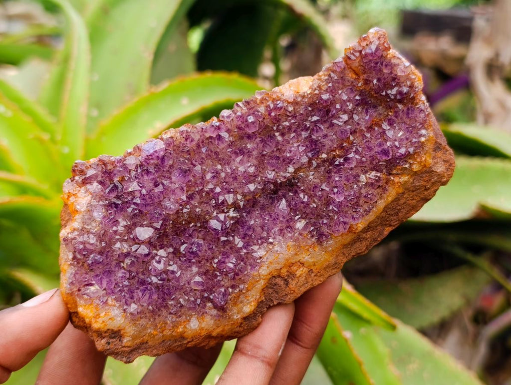 Natural Large Dark Purple Amethyst Quartz Crystal Plates x 6 From Boekenhouthoek, South Africa