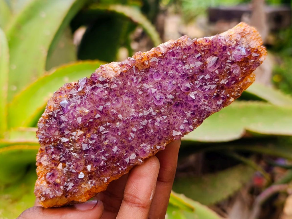 Natural Large Dark Purple Amethyst Quartz Crystal Plates x 6 From Boekenhouthoek, South Africa