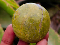 Polished Green Opal Palm Stones x 12 From Antsirabe, Madagascar