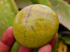 Polished Green Opal Palm Stones x 12 From Antsirabe, Madagascar