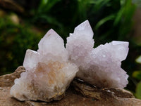 Natural Cactus Flower Lilac Spirit Clusters x 12 From South Africa