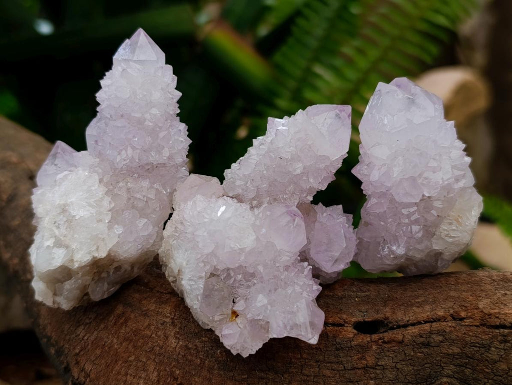 Natural Cactus Flower Lilac Spirit Clusters x 12 From South Africa