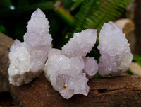 Natural Cactus Flower Lilac Spirit Clusters x 12 From South Africa