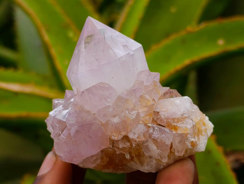 Natural Cactus Flower Lilac Spirit Clusters x 12 From South Africa - Toprock Gemstones and Minerals 