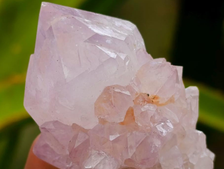 Natural Cactus Flower Lilac Spirit Clusters x 12 From South Africa