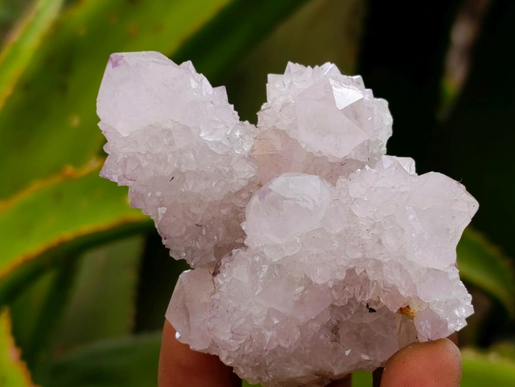 Natural Cactus Flower Lilac Spirit Clusters x 12 From South Africa