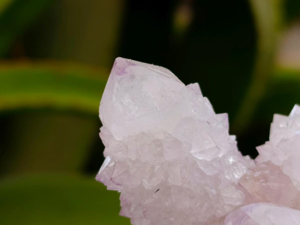 Natural Cactus Flower Lilac Spirit Clusters x 12 From South Africa