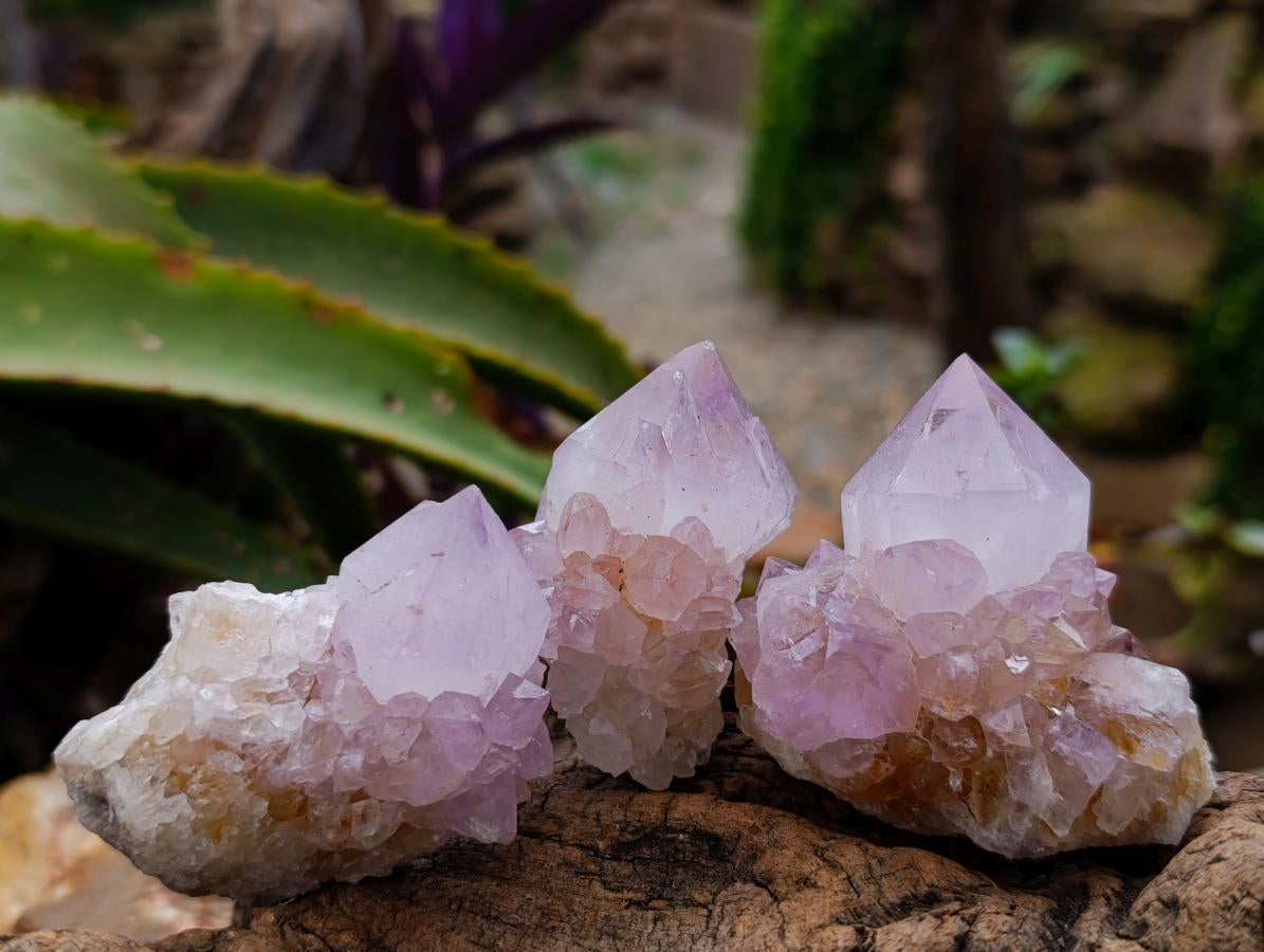 Natural Cactus Flower Lilac Spirit Clusters x 12 From South Africa