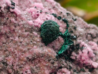 Natural XL Salrose Cobaltion Dolomite with Malachite and Heterogenite Specimen x 1 From Kakanda, Congo