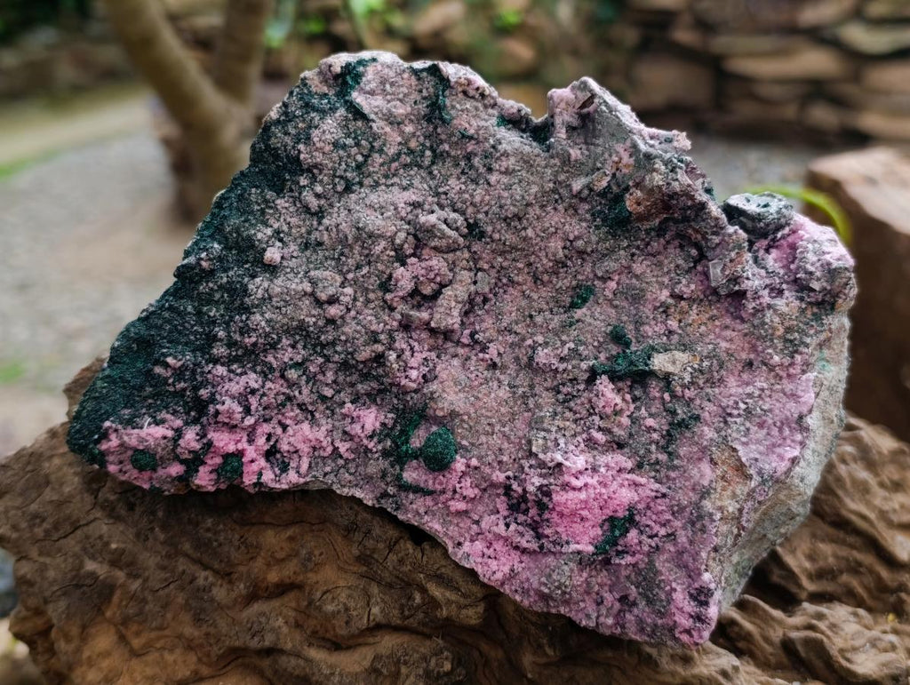 Natural XL Salrose Cobaltion Dolomite with Malachite and Heterogenite Specimen x 1 From Kakanda, Congo