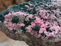 Natural XL Salrose Cobaltion Dolomite with Malachite and Heterogenite Specimen x 1 From Kakanda, Congo