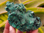 Natural Silky Malachite Specimens x 6 From Kasompe, Congo