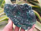 Natural Silky Malachite Specimens x 6 From Kasompe, Congo