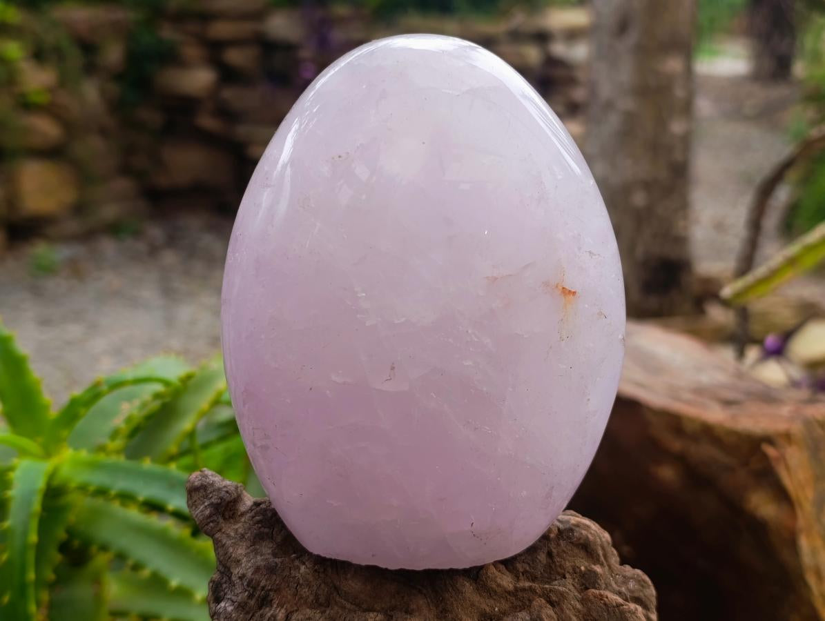 Polished Blue Rose Quartz Standing Free Form x 2 From Madagascar